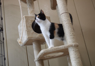 キャットタワー