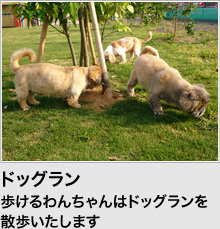 ドッグラン