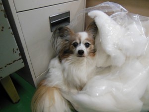 DSCN2348