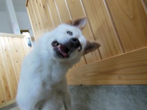 DSCN5548