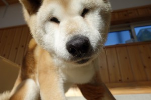 DSC00488