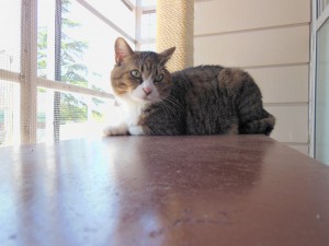 猫３