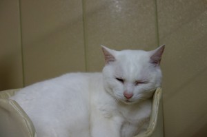 DSC03866