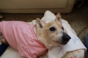 DSC04203