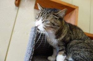 DSC04565