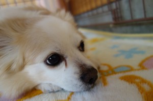 DSC04719