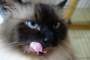 DSC05299