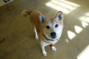 DSC06956
