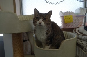 DSC07429