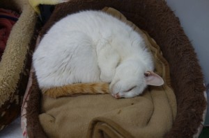 DSC07431