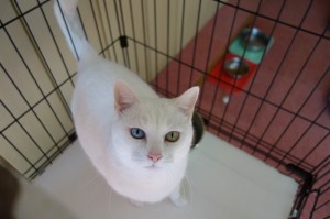 DSC07442