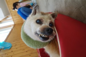 DSC07521