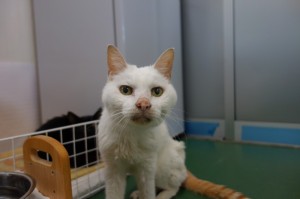 DSC08654
