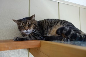 DSC09094