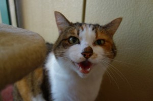 DSC09117
