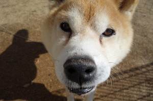 DSC09585