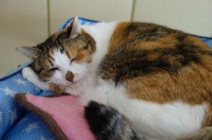 DSC09727