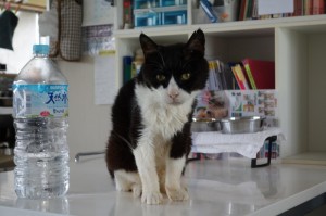 DSC00239