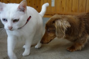 DSC00345
