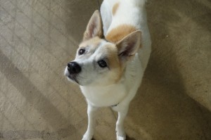 DSC00965