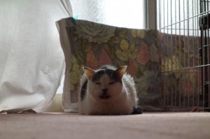 DSC01375