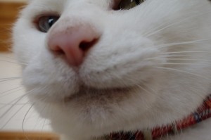 DSC01530