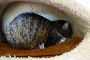 DSC01807