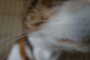 DSC02015