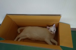 DSC02216