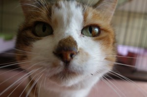 DSC02351