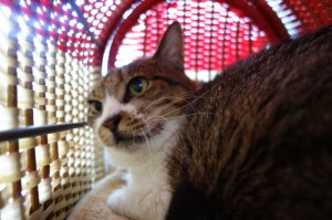 DSC02356