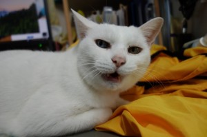 DSC02440