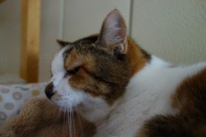 DSC02446