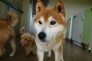 DSC02458