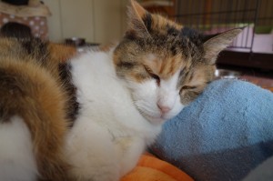 DSC02911
