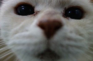 DSC03175