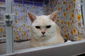 DSC03234