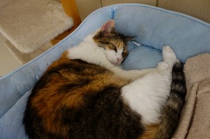 DSC03241