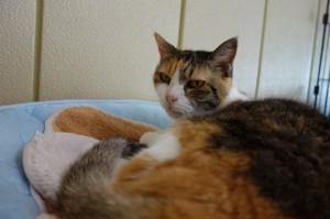 DSC03660