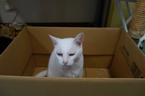 DSC03707