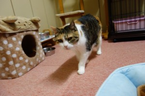 DSC03862