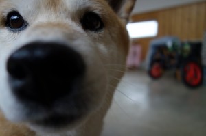 DSC04306